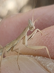 Apteromantis aptera