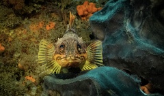 Helicolenus percoides