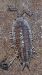Porcellionides sexfasciatus