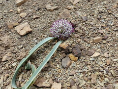 Allium scotostemon