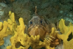 Helicolenus percoides