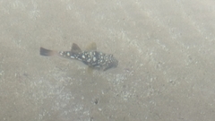 Amblyrhynchote honckenii