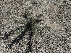 Johnstonella angustifolia