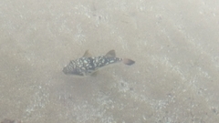 Amblyrhynchote honckenii