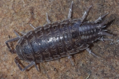 Porcellionides sexfasciatus