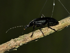 Alleculina