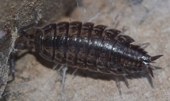 Porcellionides sexfasciatus