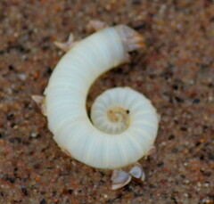 Spirula spirula