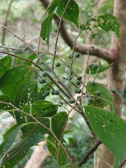 Celtis tetrandra