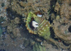 Calcinus laevimanus