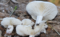 Clitocybe
