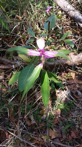 Coleotrype madagascarica (Coleotrype madagascarica)