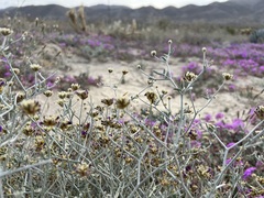 Psorothamnus emoryi emoryi