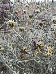 Psorothamnus emoryi emoryi