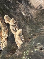 Fungi