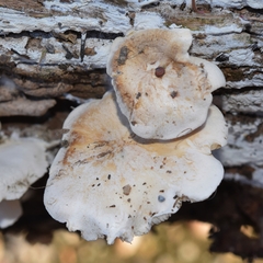Clitocybe