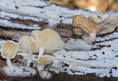 Clitocybe