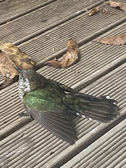 Chrysococcyx lucidus