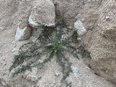 Chylismia claviformis