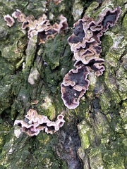 Chondrostereum purpureum