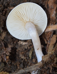 Clitocybe