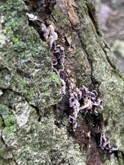 Chondrostereum purpureum