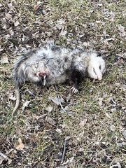 Didelphis virginiana