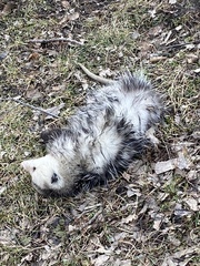 Didelphis virginiana