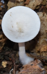 Clitocybe