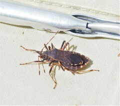 Gelonus tasmanicus