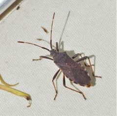 Gelonus tasmanicus