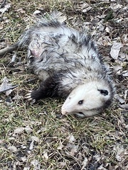 Didelphis virginiana