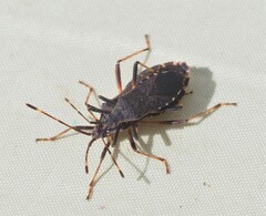 Gelonus tasmanicus