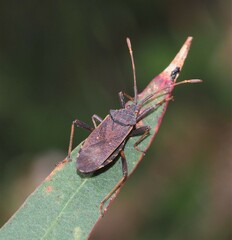 Gelonus tasmanicus