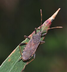 Gelonus tasmanicus