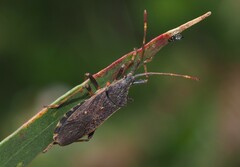 Gelonus tasmanicus