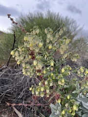 Emmenanthe penduliflora penduliflora