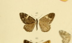Rheumaptera albiplaga