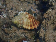 Calcinus laevimanus