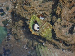 Calcinus laevimanus