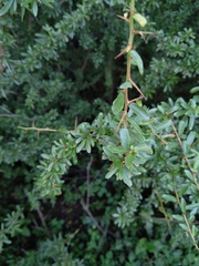 Gymnosporia polyacantha