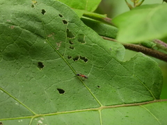 Myrmarachnini