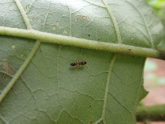 Myrmarachnini