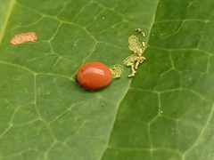 Chilocorus circumdatus