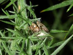 Oxyopes amoenus