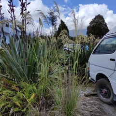 Austroderia richardii