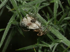 Oxyopes amoenus