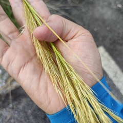Austroderia richardii