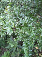 Gymnosporia polyacantha