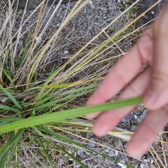 Austroderia richardii